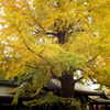 晩秋の大宮八幡宮 Ⅶ