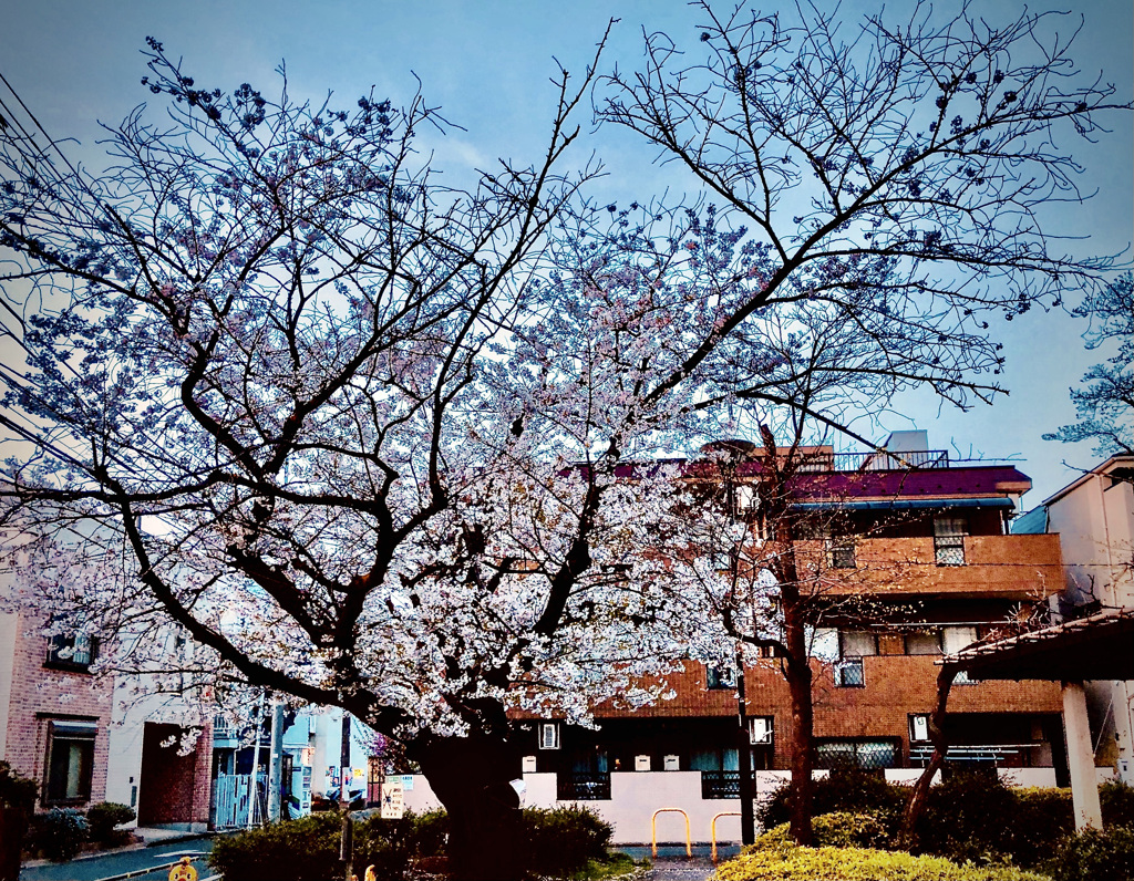 桜 Ⅱ