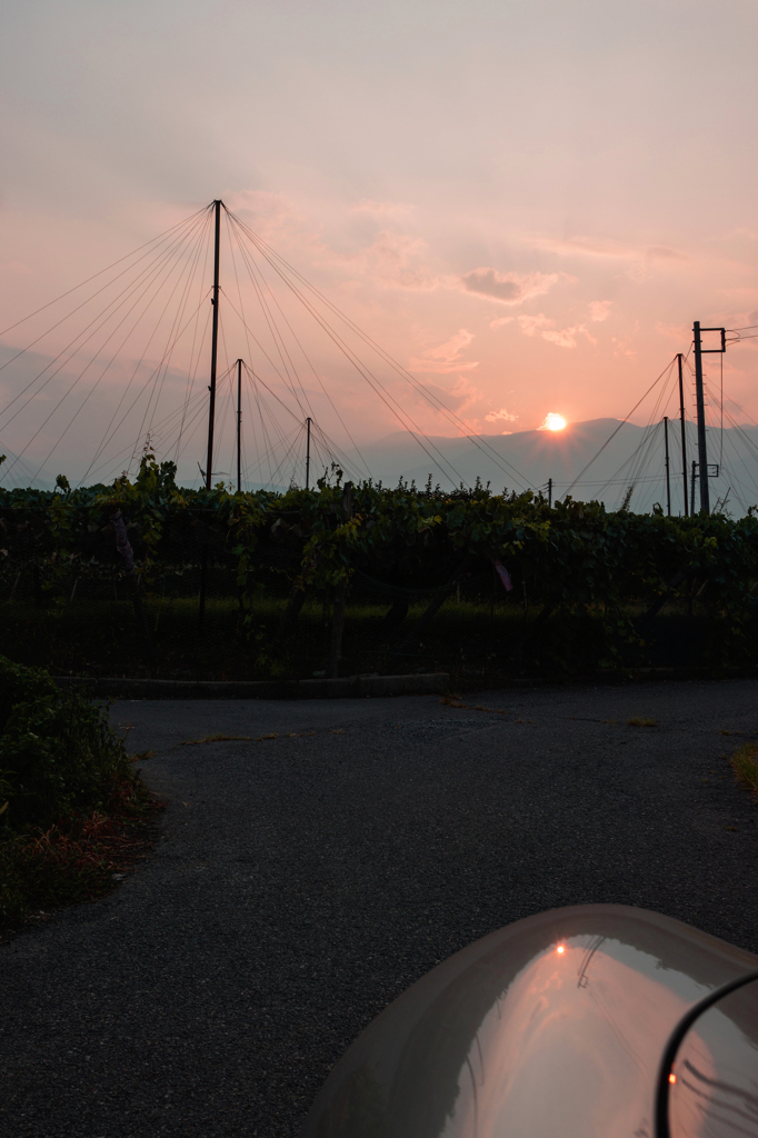 ブドウ畑の夕陽
