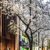 桜咲く