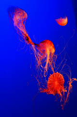 新江の島水族館 Ⅱ