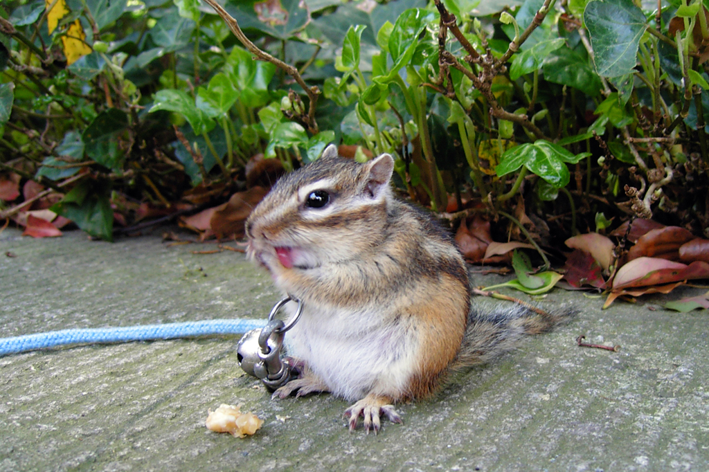 お食事中 Ⅰ