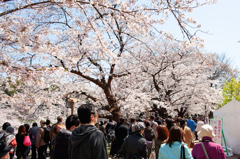 蔵出し桜 Ⅷ