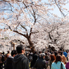 蔵出し桜 Ⅷ