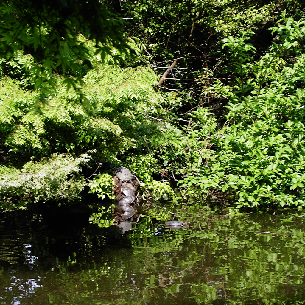 亀重連（陽春の池 Ⅲ）