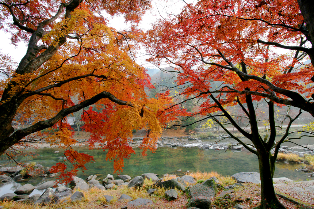 想い出の紅葉 Ⅲ