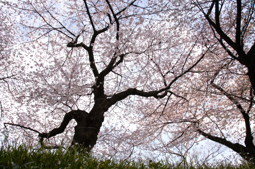 蔵出し桜 Ⅱ