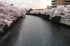 目黒川下流にて