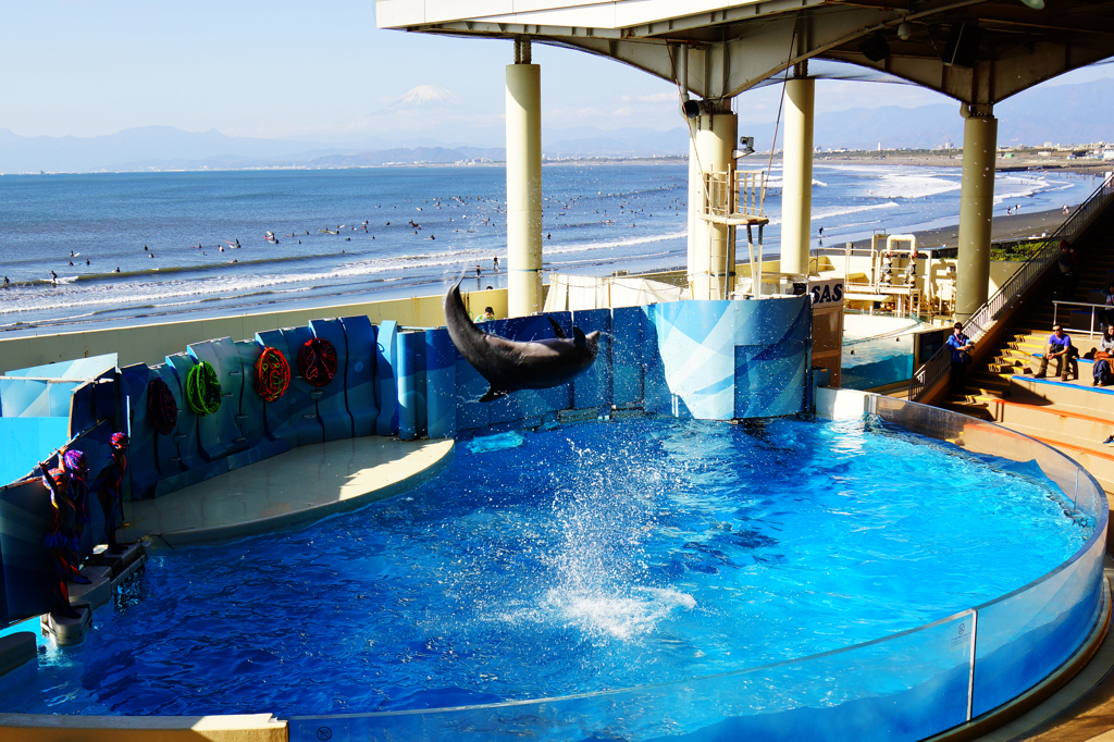 新江の島水族館 Ⅵ