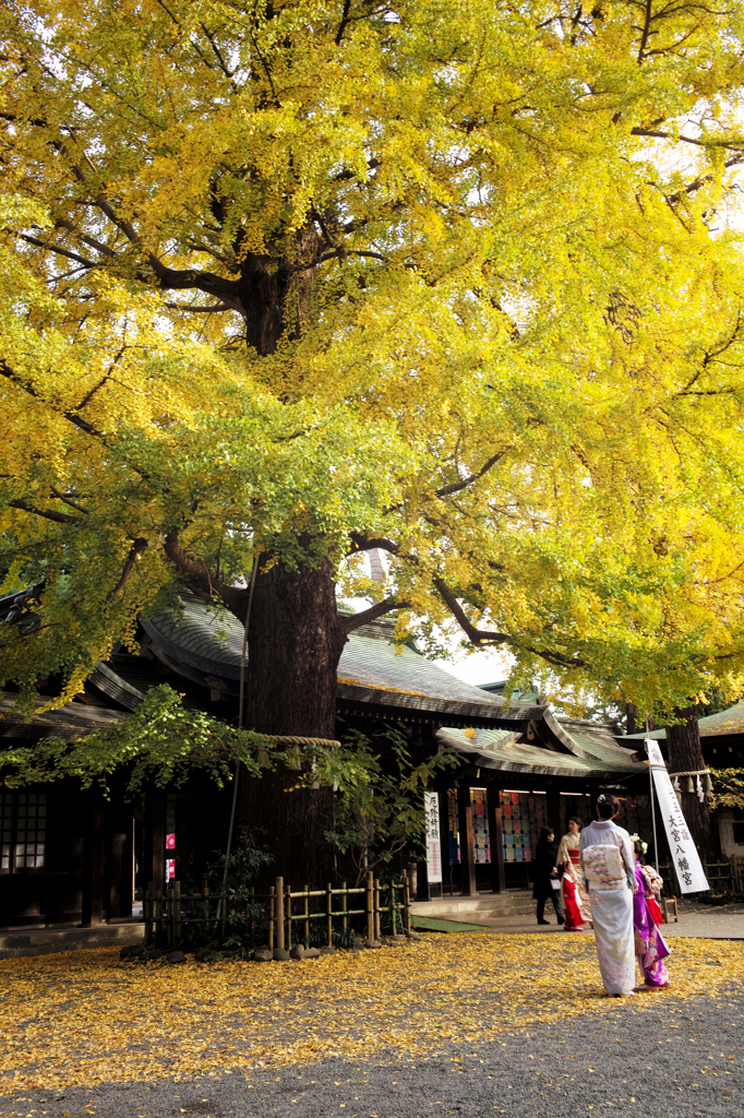 晩秋の大宮八幡宮 Ⅲ