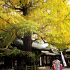 晩秋の大宮八幡宮 Ⅲ