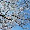 青空に桜