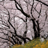 蔵出し桜 Ⅰ