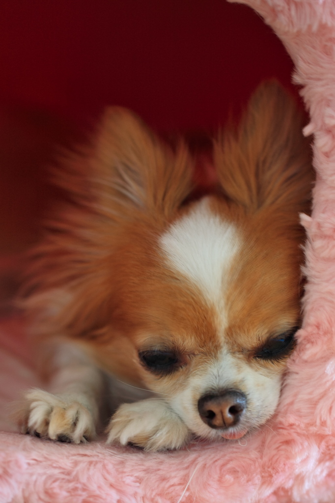 ｅｎｎｕｉ
