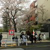 桜咲く入学式