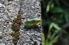 やせがへる