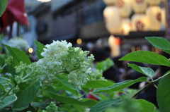 白紫陽花