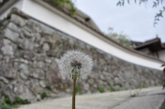 綿毛