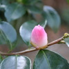寒椿、蕾
