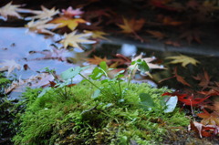 苔むし