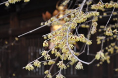 蝋梅