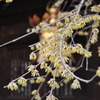 蝋梅