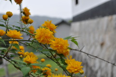 山吹