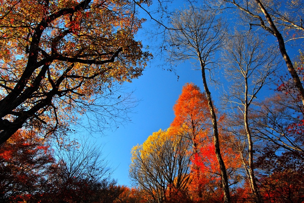 平林寺の紅葉　二