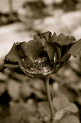 薔薇