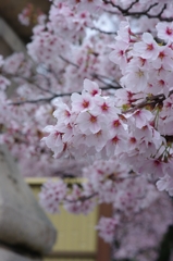 満開散り際の桜