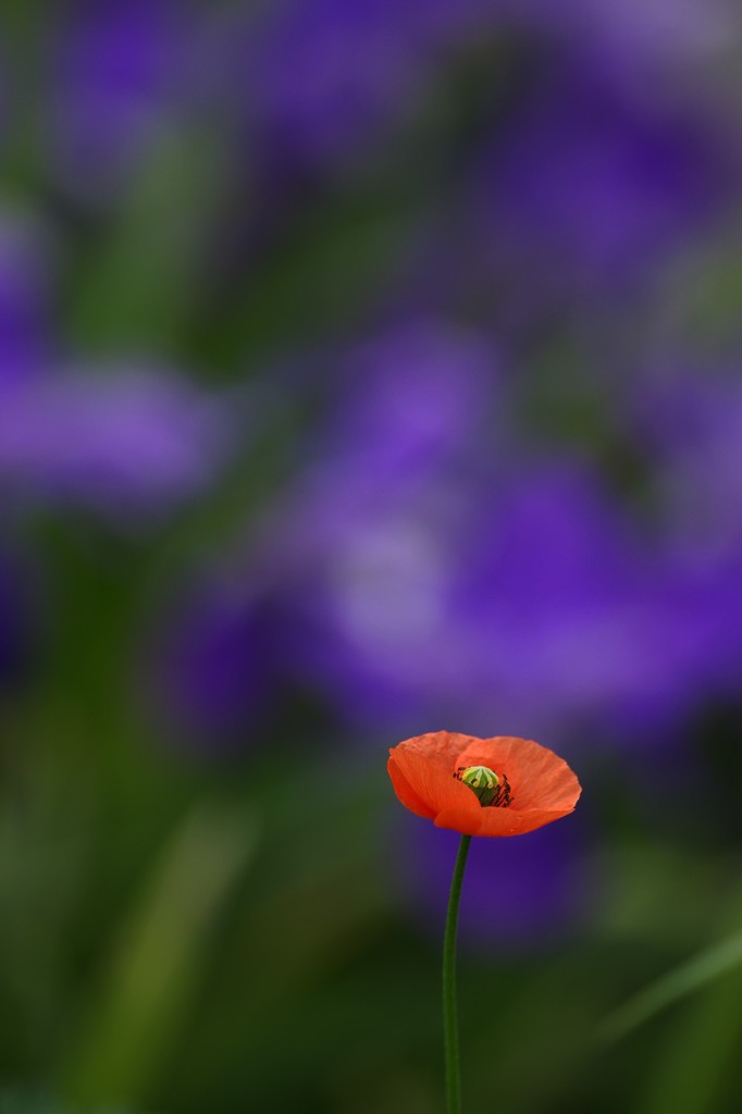 ポピーと菖蒲２