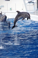 水族館イルカショー５