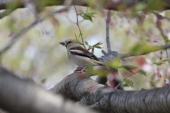 さくらにシメ