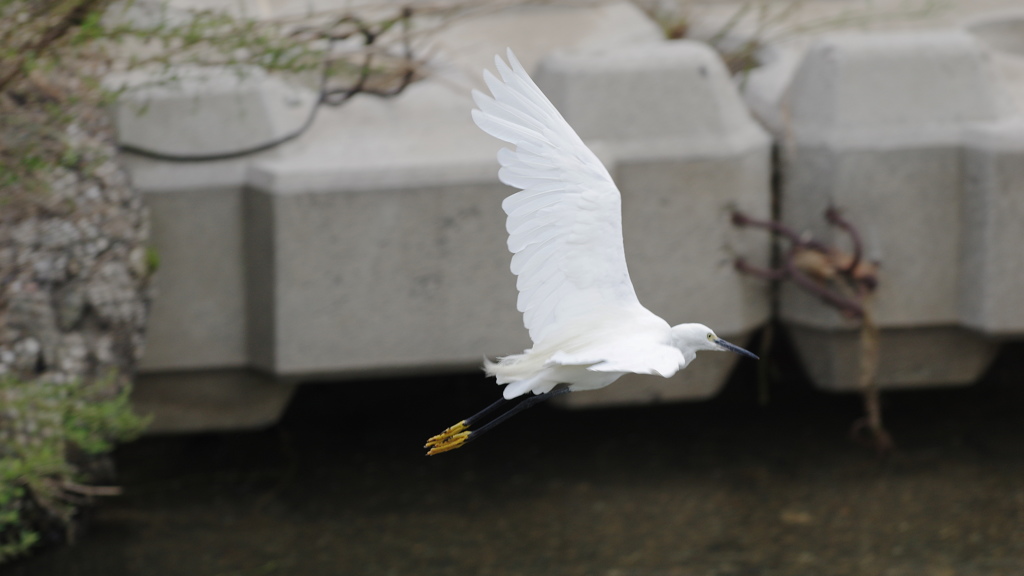 飛び立ち