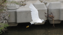 飛び立ち