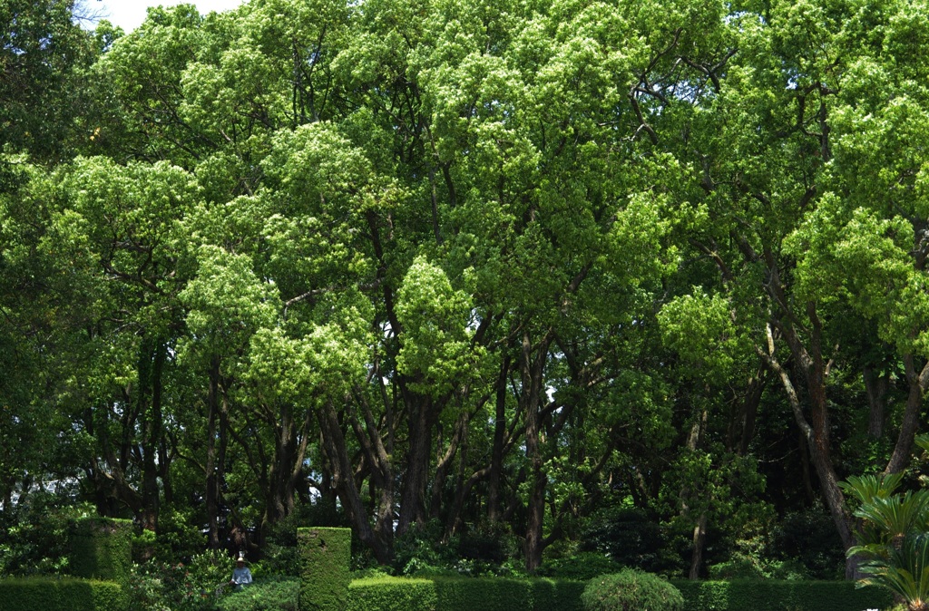 京都府立植物園の森