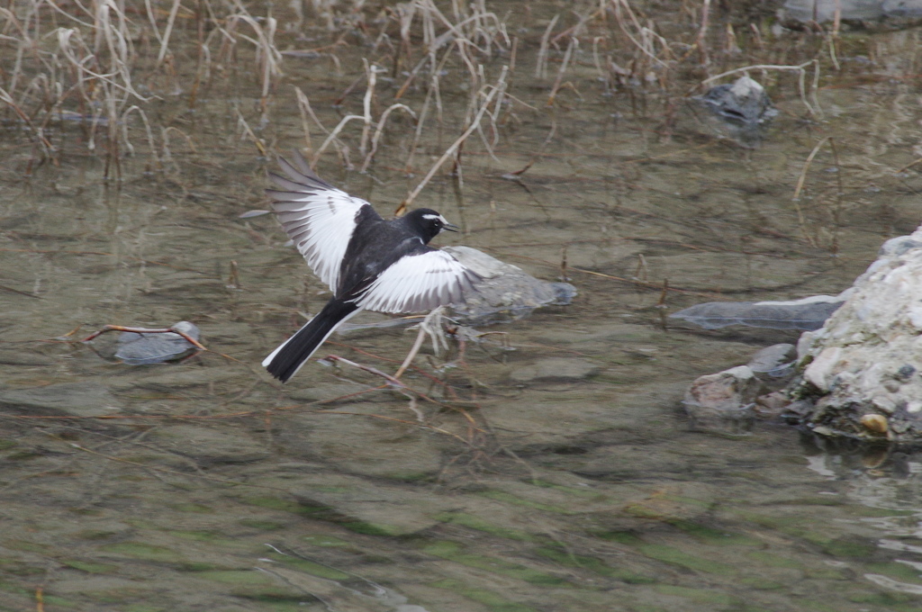 セグロセキレイ