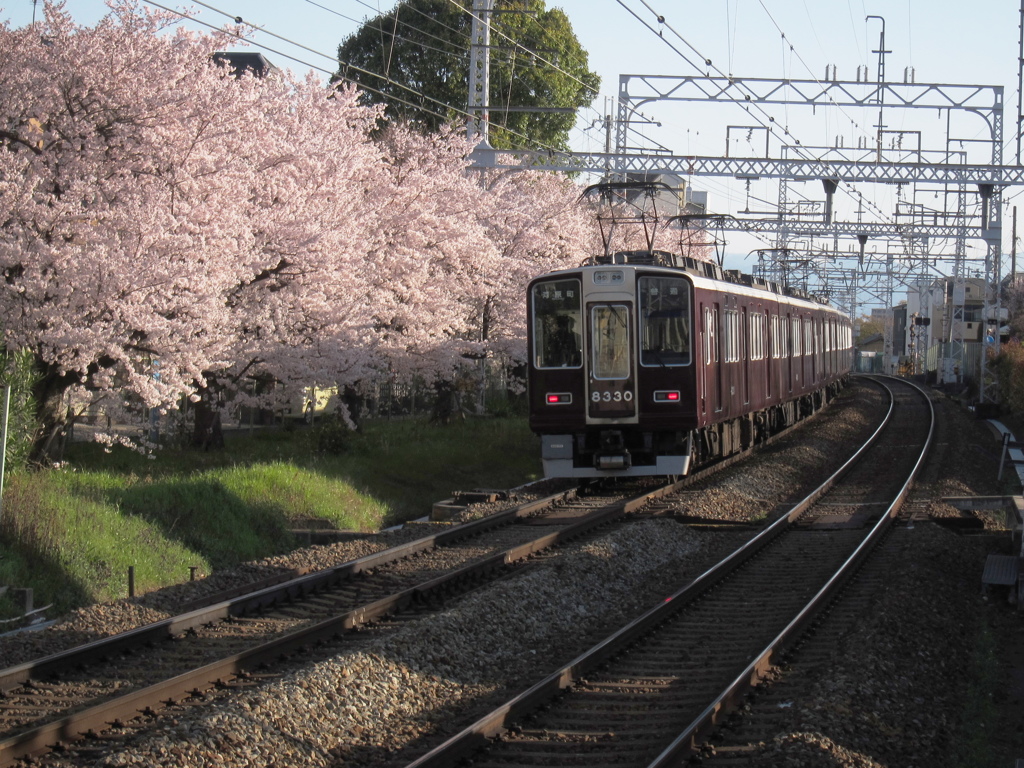 桜満開２