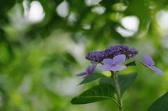 木陰の紫陽花