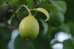 檸檬