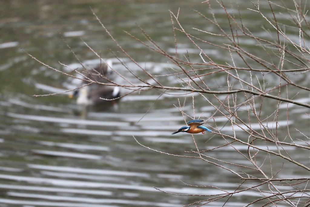 Kingfisher2