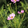 秋桜