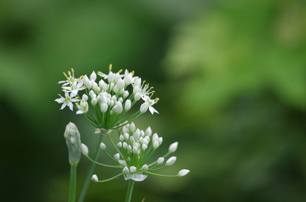 星の花