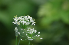 星の花
