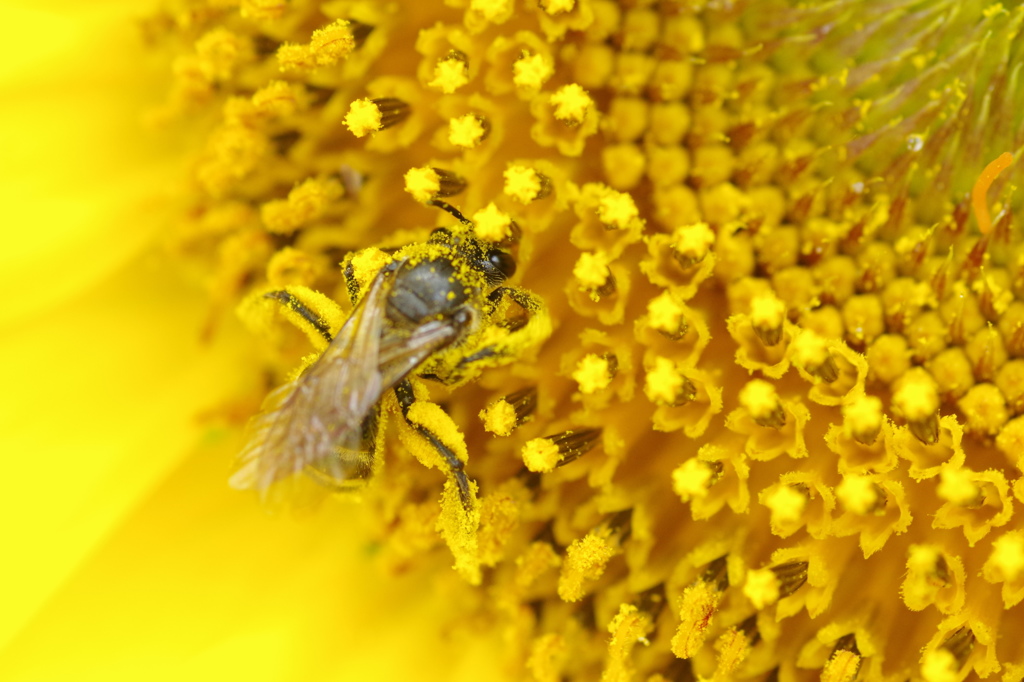 花粉いっぱい