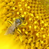 花粉いっぱい