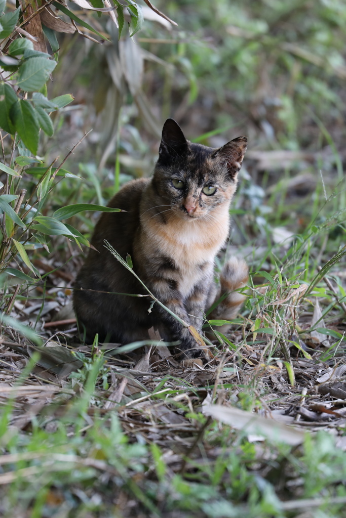 子猫