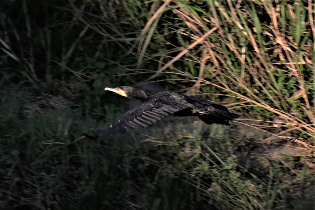 カワウ