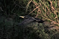 カワウ