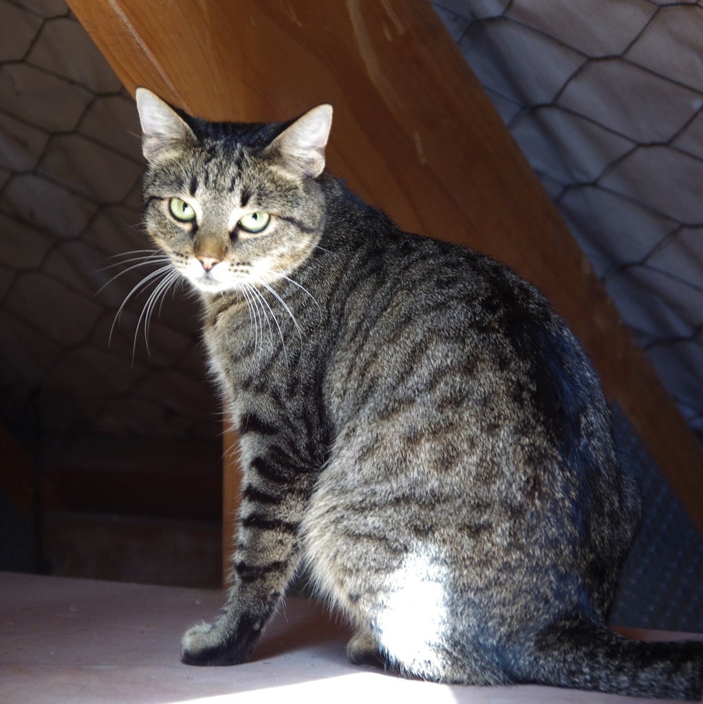 屋根裏の猫